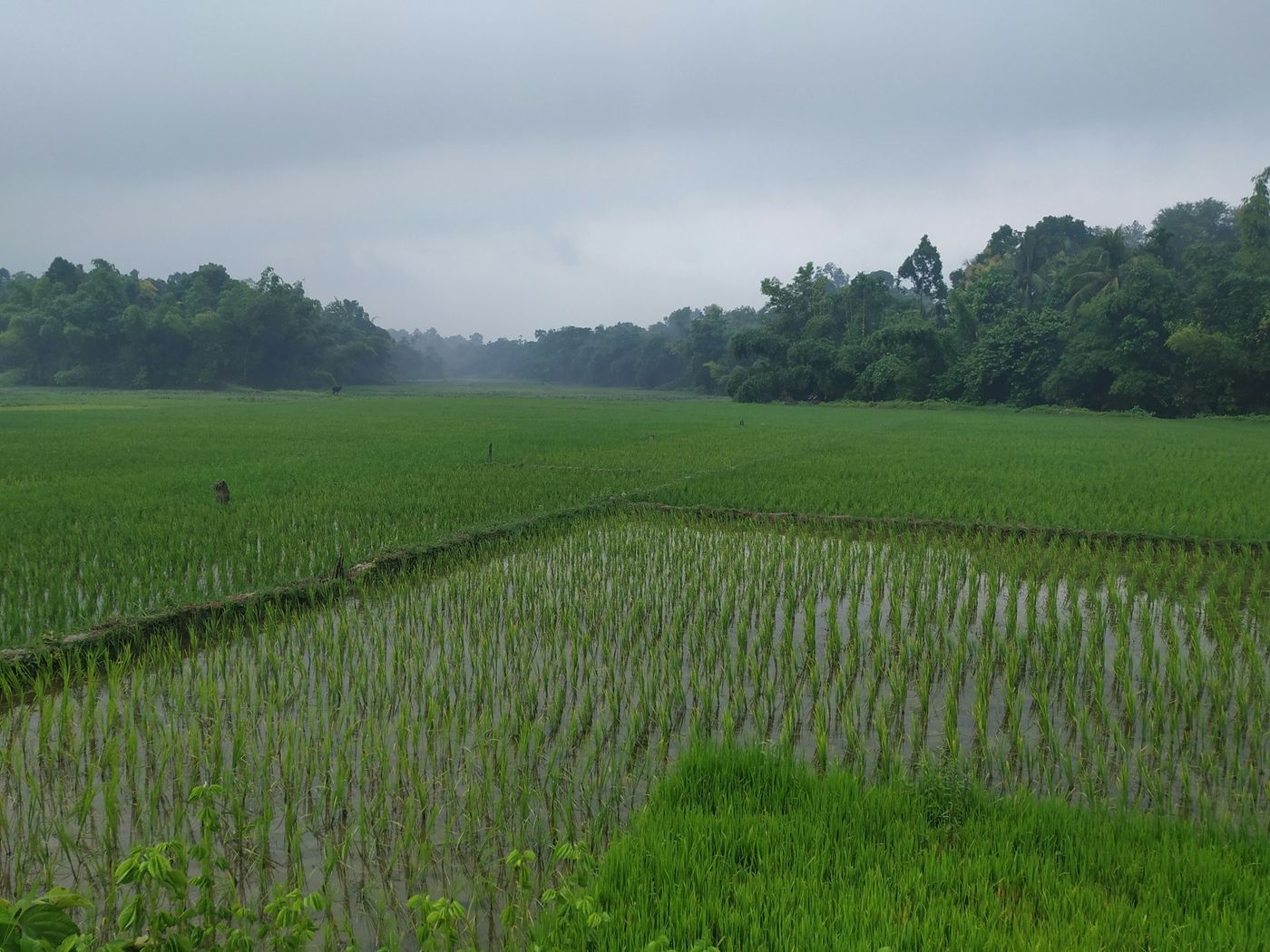A green rice paddy in the morning