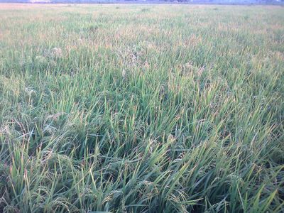 Ripening rice heads in a field in Timanwala, Punjab