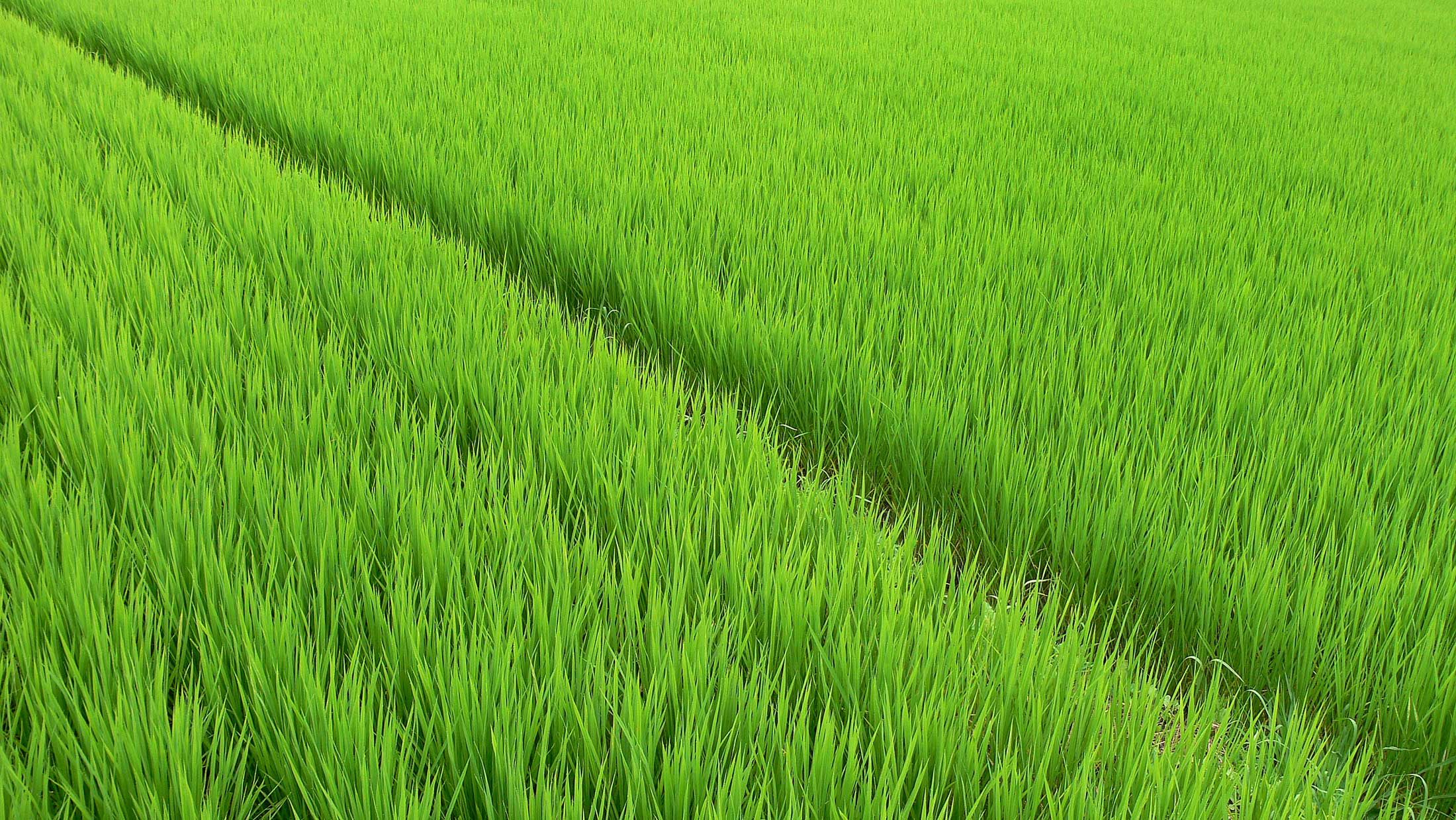 Young rice growing in rows in a flooded field in Chunian, Punjab