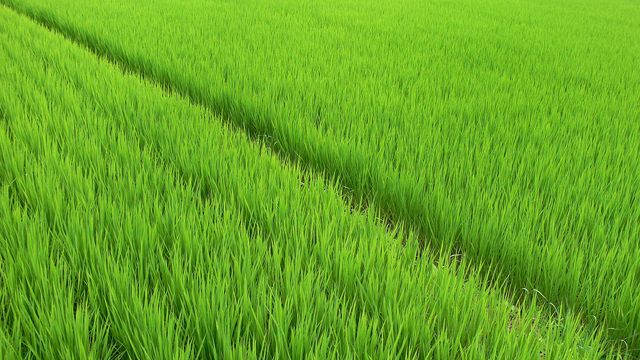 Young rice in a field in Punjab